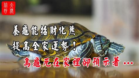 烏龜 招財|養烏龜招財：改善風水、提升運勢的秘訣 